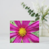 Lila Kosmos-Wildblume Postkarte (Stehend Vorderseite)