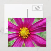 Lila Kosmos-Wildblume Postkarte (Vorne/Hinten)