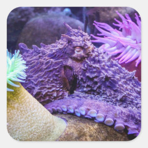 lila Kraken-Aufkleber Quadratischer Aufkleber