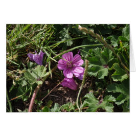 Lila Kranesbill