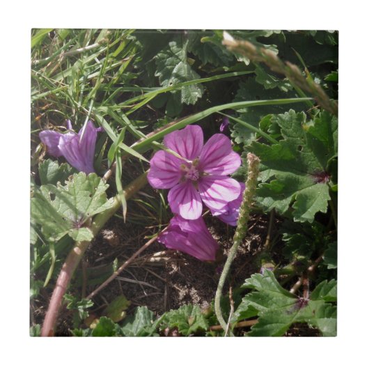 Lila Kranesbill Fliese (Vorderseite)