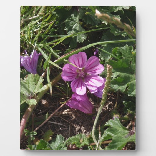 Lila Kranesbill Fotoplatte (Vorderseite)