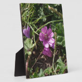 Lila Kranesbill Fotoplatte (Seite)