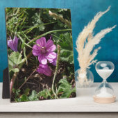 Lila Kranesbill Fotoplatte (Seite)