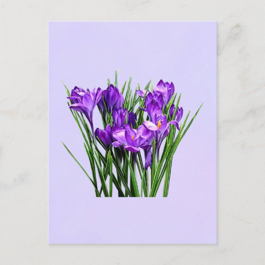 Lila Kreuze Postkarte (Vorderseite)