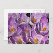 Lila Kreuze Postkarte (Vorne/Hinten)