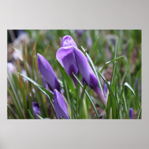 Lila Krokus-Blume番 红 花 Poster
