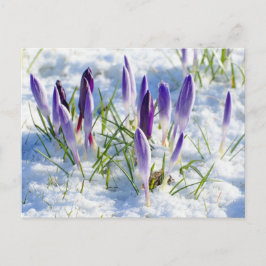 Lila Krokus-Blume im Schnee Frost Postkarte