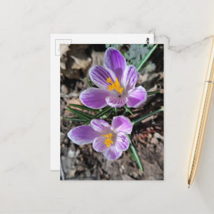 Lila Krokus Erste Frühlingsblumen 2026 Postkarte