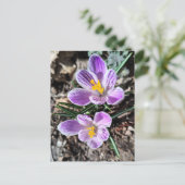 Lila Krokus Erste Frühlingsblumen Postkarte (Stehend Vorderseite)