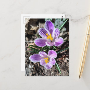 Lila Krokus Erste Frühlingsblumen Postkarte