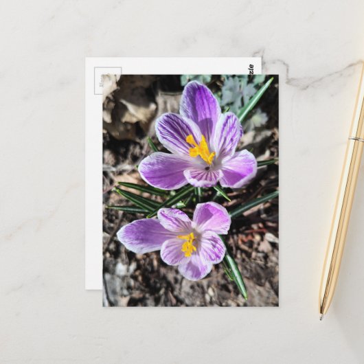Lila Krokus Erste Frühlingsblumen Postkarte (Vorderseite/Rückseite Beispiel)