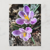 Lila Krokus Erste Frühlingsblumen Postkarte (Vorderseite)