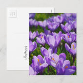Lila Krokus Ostergruß-Postkarte Feiertagspostkarte (Vorne/Hinten)