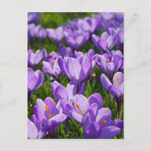 Lila Krokus Ostergruß-Postkarte Feiertagspostkarte (Vorderseite)