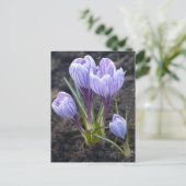 LILA KROKUS POSTKARTE (Stehend Vorderseite)
