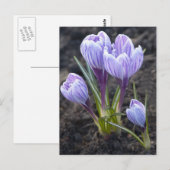 LILA KROKUS POSTKARTE (Vorne/Hinten)