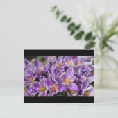 Lila Krokus Postkarte (Stehend Vorderseite)
