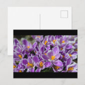 Lila Krokus Postkarte (Vorne/Hinten)