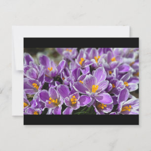 Lila Krokus Postkarte