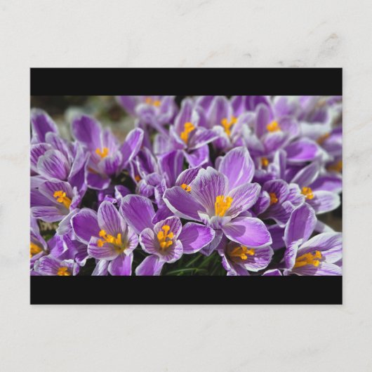 Lila Krokus Postkarte (Vorderseite)