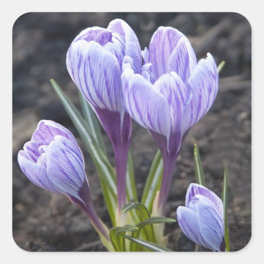 LILA KROKUS QUADRATISCHER AUFKLEBER (Vorderseite)