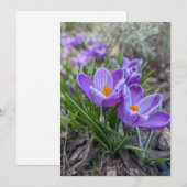 Lila Krokusblüte Einladung (Vorne/Hinten)