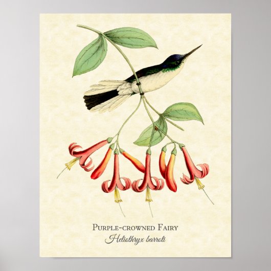 Lila Kronleuchte Hummingbird Art Print Poster (Vorne)