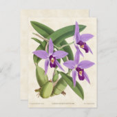 Lila Laelia Orchid Vintag Botanisch Postkarte (Vorne/Hinten)