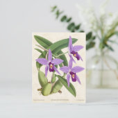 Lila Laelia Orchid Vintag Botanisch Postkarte (Stehend Vorderseite)
