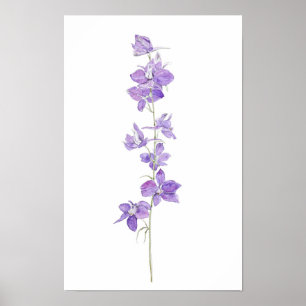 lila Larkspuren Blume Aquarellfarben Poster