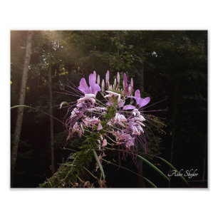 Lila Lashes Fotodruck