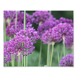 Lila Lauch-Blumen Fotodruck
