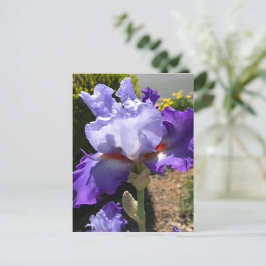 Lila & Lavendel Bearded Iris Postkarte (Stehend Vorderseite)
