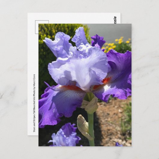 Lila & Lavendel Bearded Iris Postkarte (Vorne/Hinten)