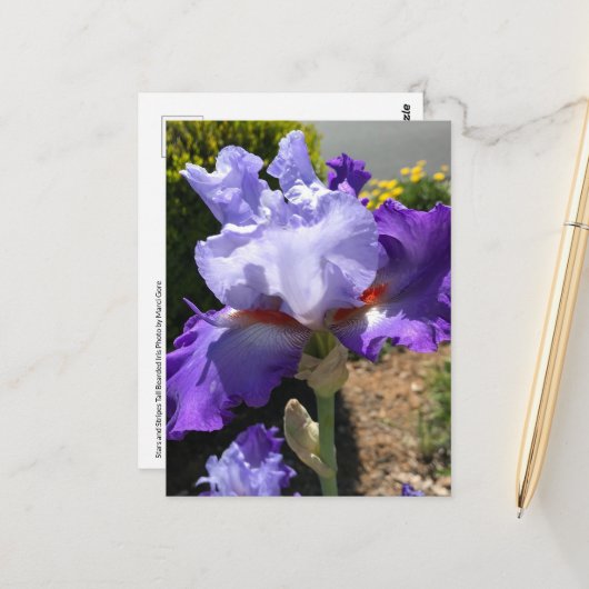 Lila & Lavendel Bearded Iris Postkarte (Vorderseite/Rückseite Beispiel)