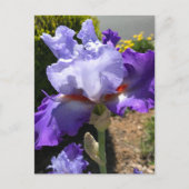 Lila & Lavendel Bearded Iris Postkarte (Vorderseite)