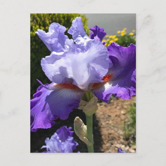 Lila & Lavendel Bearded Iris Postkarte (Vorderseite)
