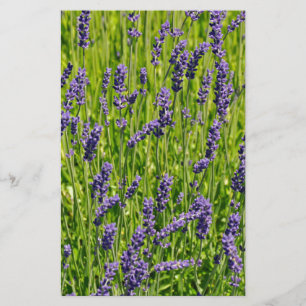 Lila Lavendel-Blume Briefpapier