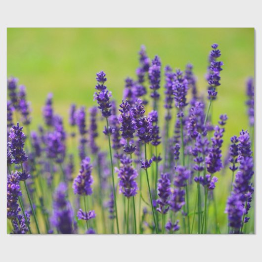 Lila Lavendel-Blume Geschenkpapier (Flach)