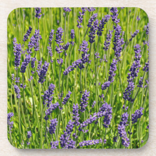 Lila Lavendel-Blume Getränkeuntersetzer