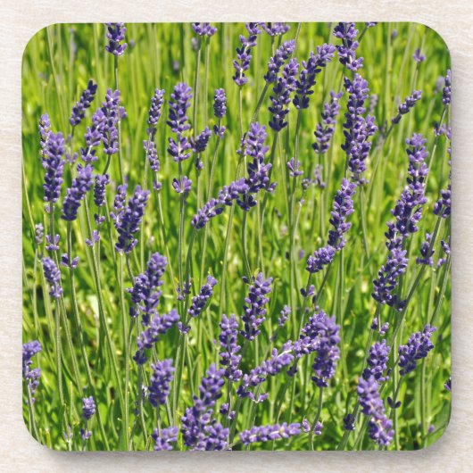 Lila Lavendel-Blume Getränkeuntersetzer (Vorderseite)