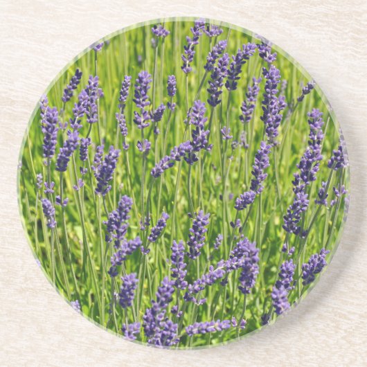 Lila Lavendel-Blume Getränkeuntersetzer (Vorne)