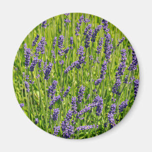 Lila Lavendel-Blume Magnet