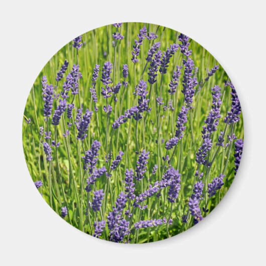 Lila Lavendel-Blume Magnet (Vorne)