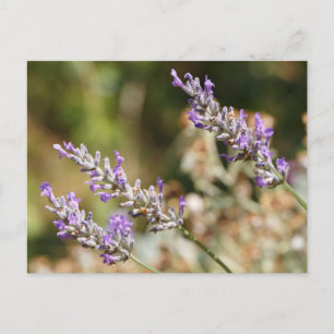Lila Lavendel-Blume Postkarte