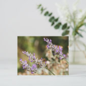 Lila Lavendel-Blume Postkarte (Stehend Vorderseite)