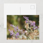 Lila Lavendel-Blume Postkarte (Vorne/Hinten)