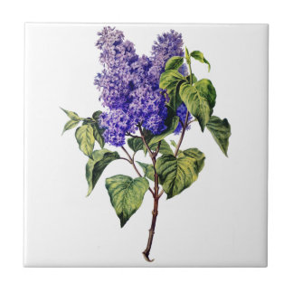 Lila Lavendel Gezeichnet aus der Natur Fliese