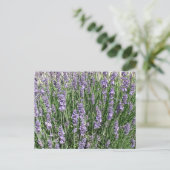 Lila Lavender Delight Postkarte (Stehend Vorderseite)